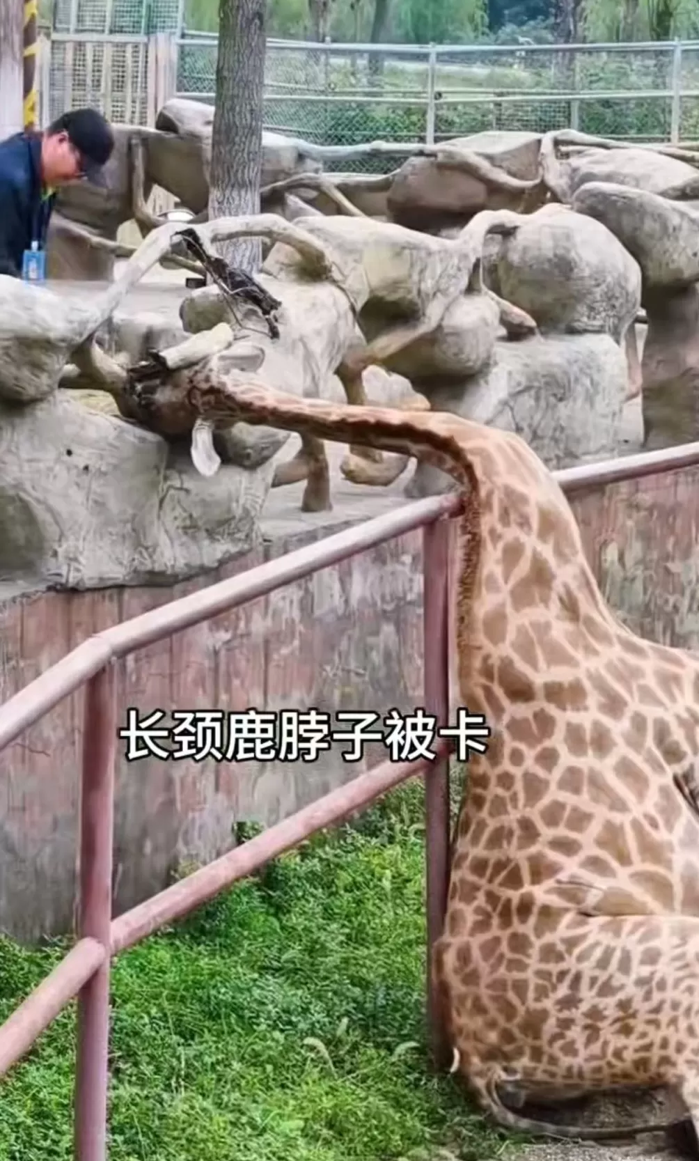 长颈鹿玩嗨了卡住了脖子，南通森林野生动物园：已解救未受伤-第1张图片-