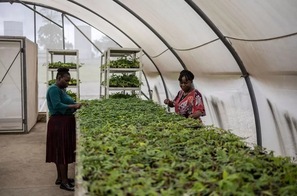 图说｜世界粮食日：援助资金减少致近1400万人陷入饥饿-第9张图片-