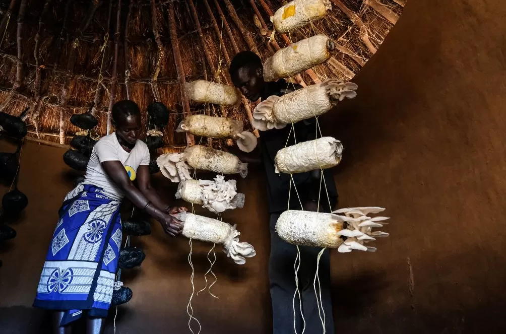 图说｜世界粮食日：援助资金减少致近1400万人陷入饥饿-第10张图片-