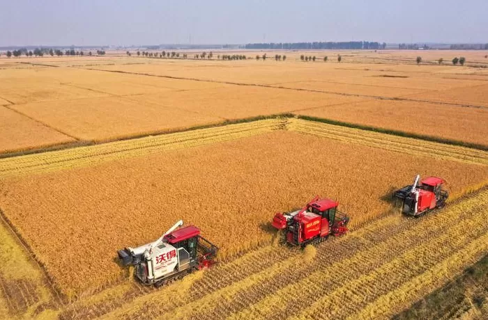 好评中国丨全链条“手拉手”共护粮丰民安-第1张图片-