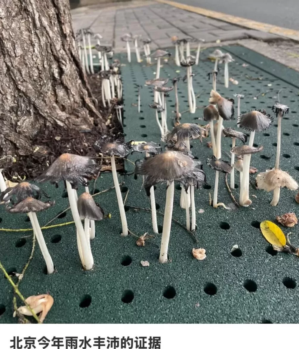 最近的北京，冷冷冷冷冷冷冷湿了-第8张图片-