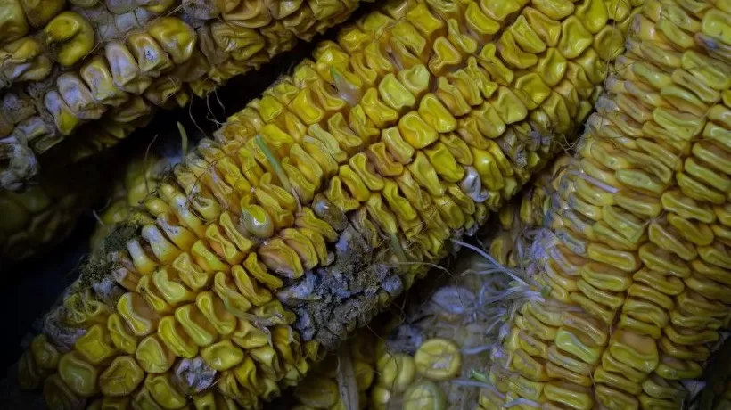 连阴雨致黄淮海秋收延迟，农户：成熟玉米出现霉变价跌-第1张图片-