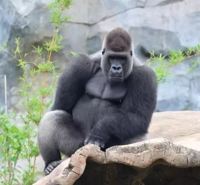 用野菜命名大猩猩获六成网友支持，南京红山动物园“听劝”-第1张图片-