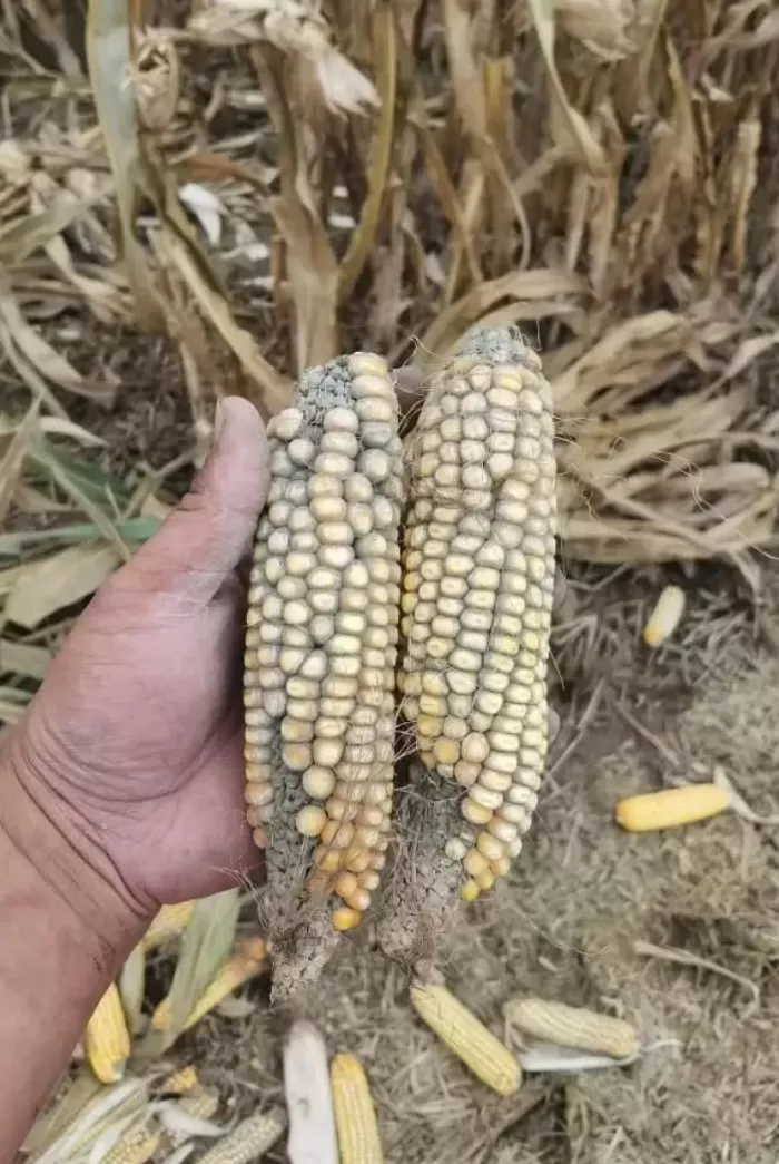 粮食烘干机卖空了-第3张图片-