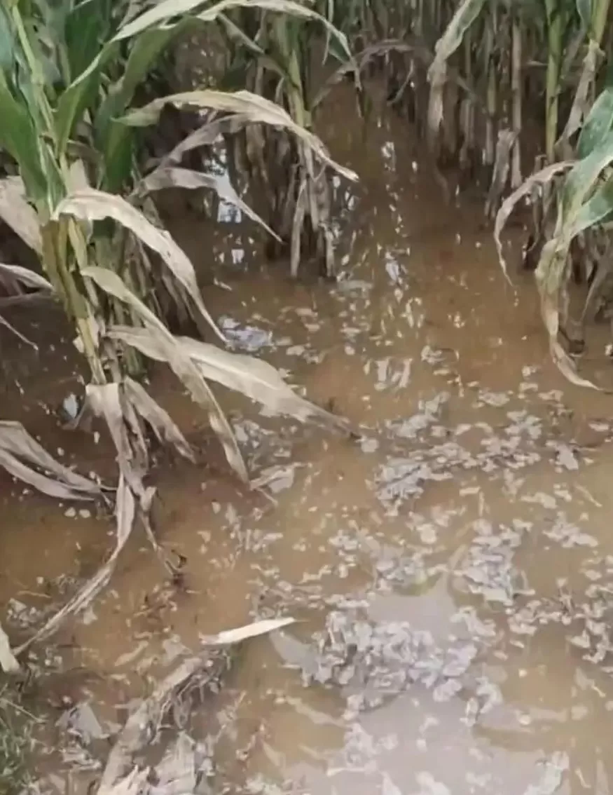 粮食烘干机卖空了-第2张图片-