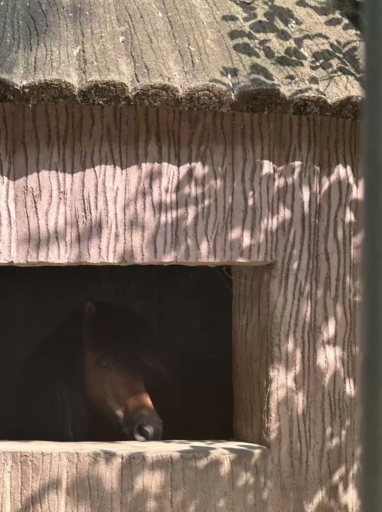 一边是被驯化的动物，一边是被驯化的人｜编辑部聊天室-第7张图片-