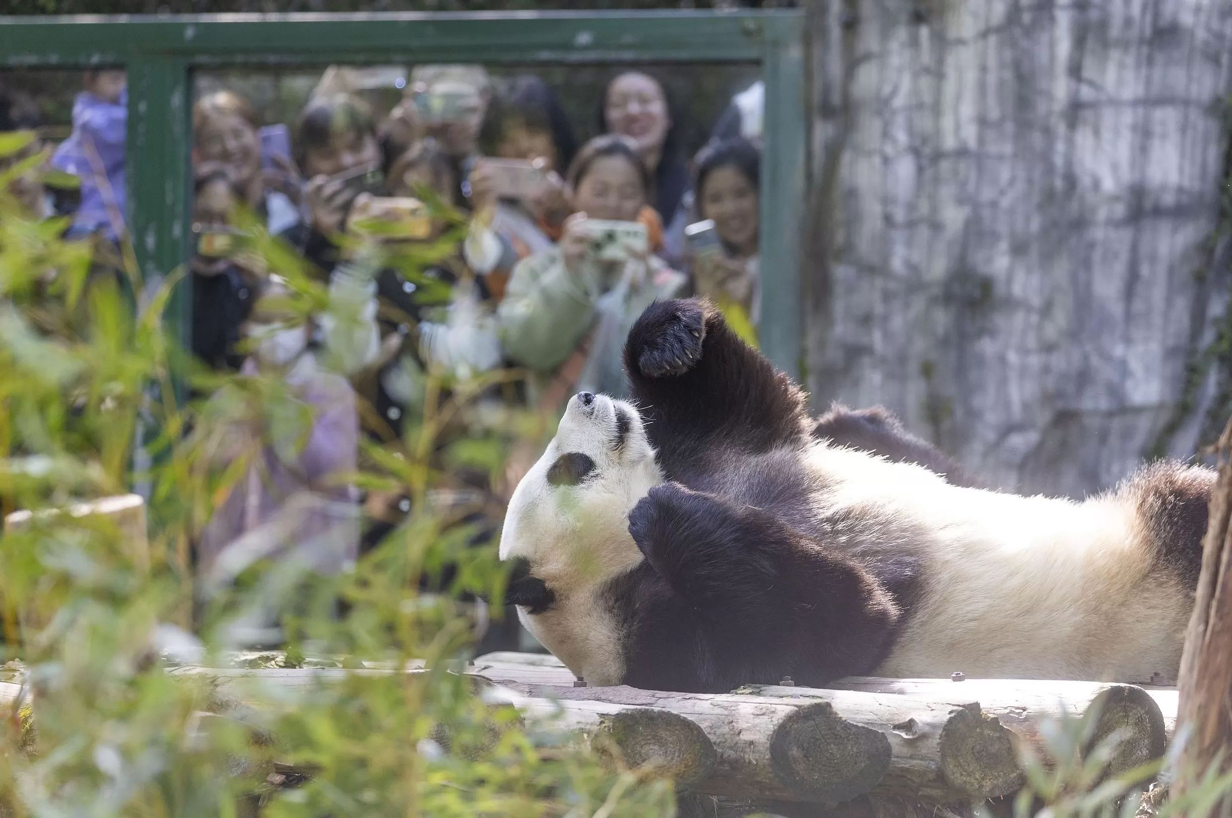 一边是被驯化的动物，一边是被驯化的人｜编辑部聊天室-第8张图片-