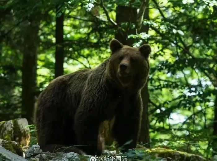 日本一温泉员工扫浴池时被熊叼走，遗体损伤严重-第1张图片-