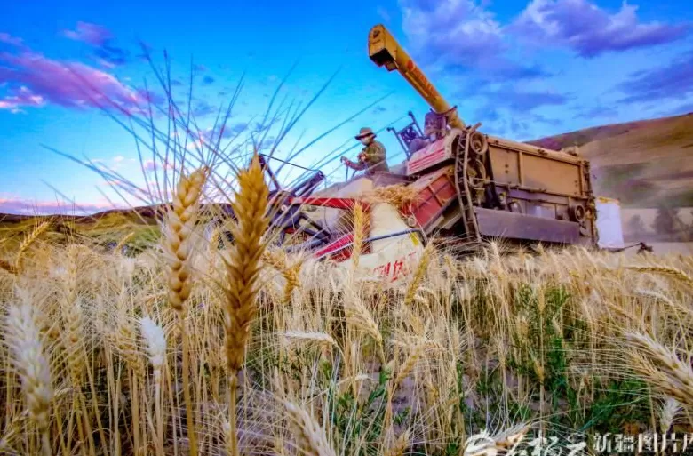 完整准确全面贯彻新时代党的治疆方略丨建设“西部粮仓”-第1张图片-