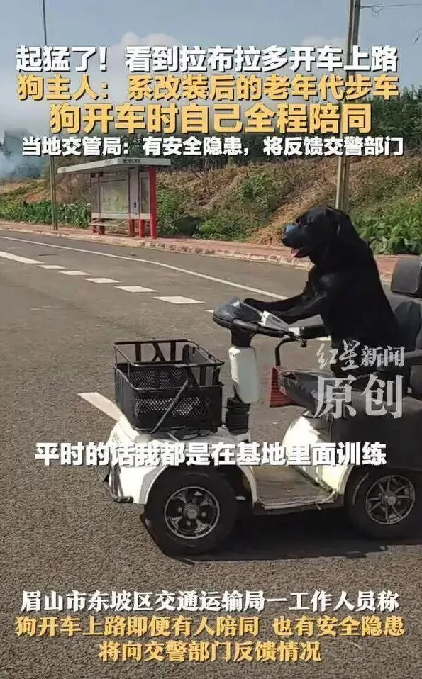 网友拍到一只拉布拉多开车上路！狗主人：系改装后的老年代步车，当地交管局回应-第1张图片-