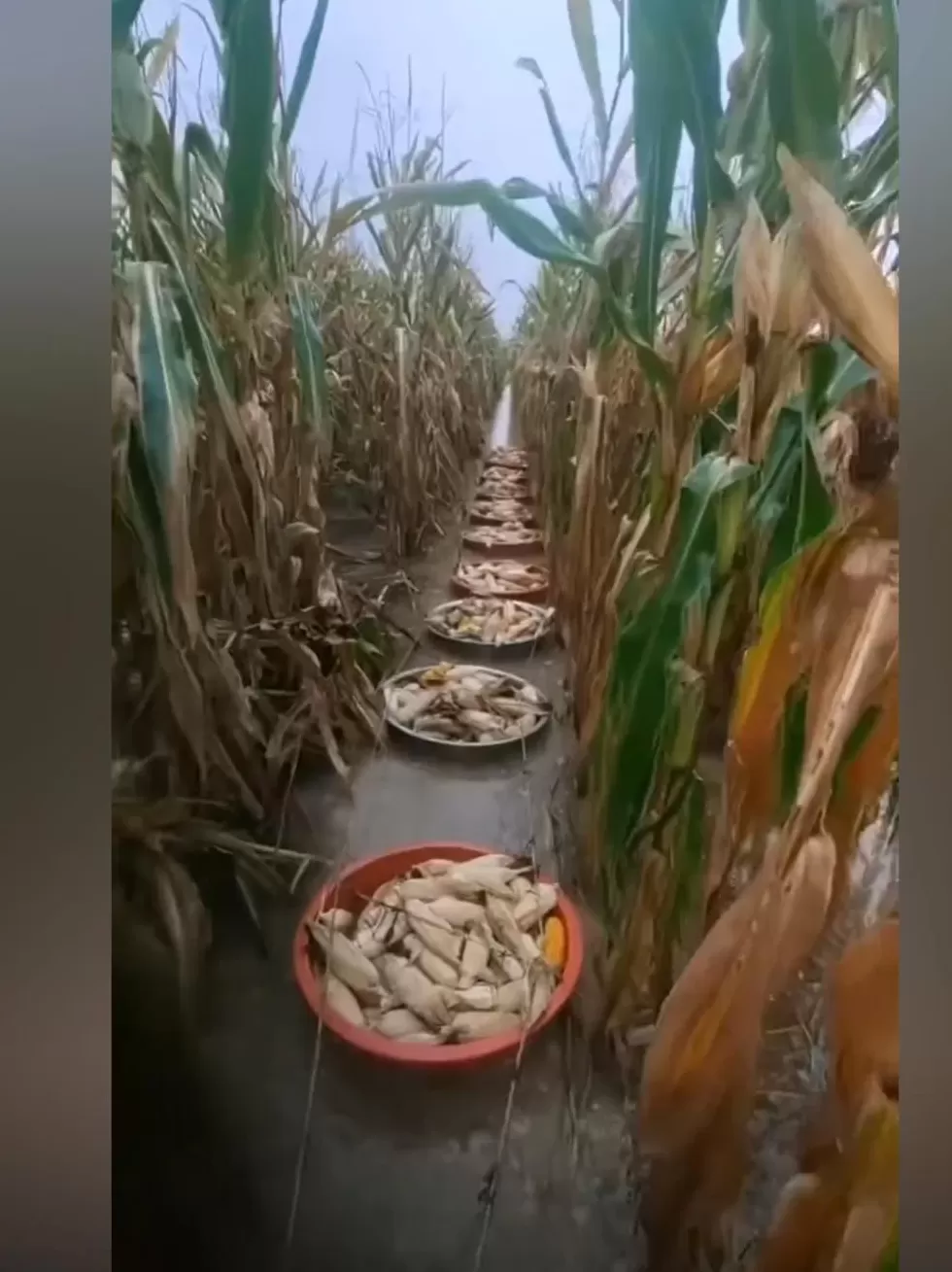一万斤玉米换不来一部苹果手机，土地还要不要种？-第4张图片-