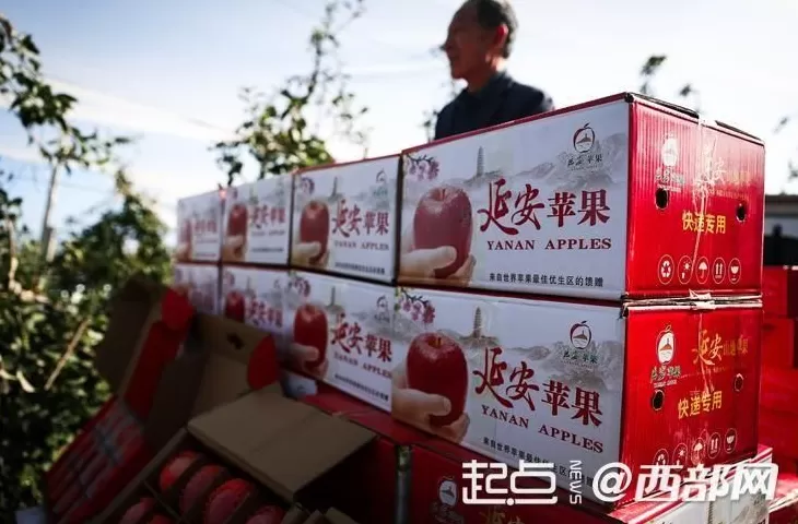 延安苹果今又“红”-第4张图片-
