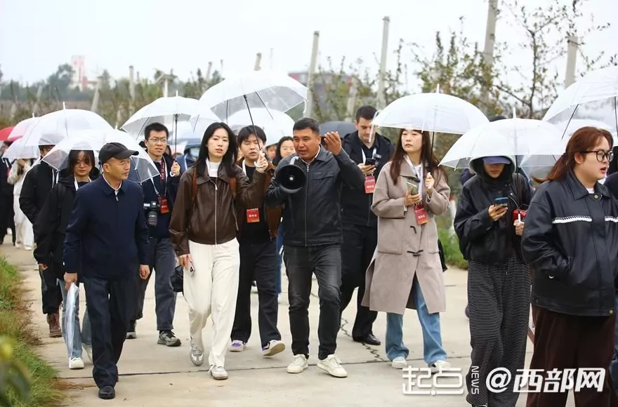 延安苹果今又“红”-第5张图片-