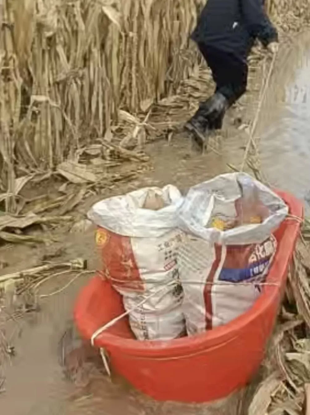 河南人苦，大旱中救活的玉米，现在都泡烂了-第1张图片-