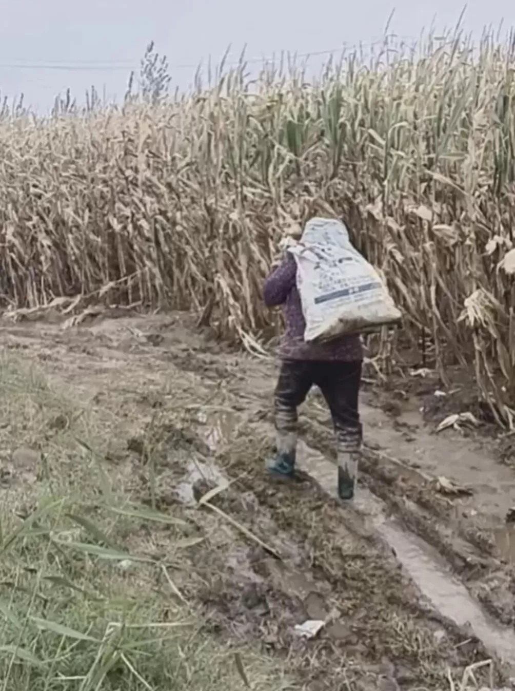 河南人苦，大旱中救活的玉米，现在都泡烂了-第3张图片-
