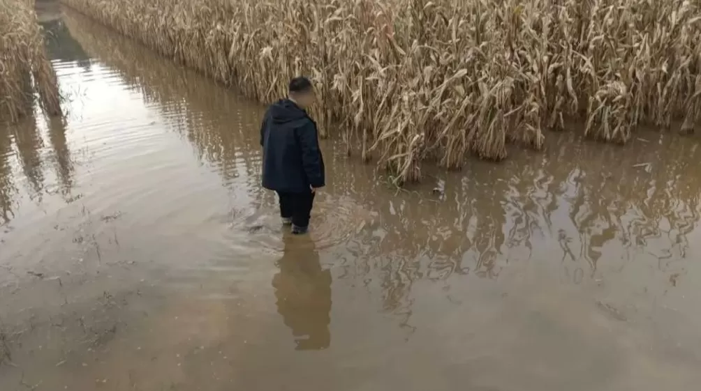 河南人苦，大旱中救活的玉米，现在都泡烂了-第4张图片-