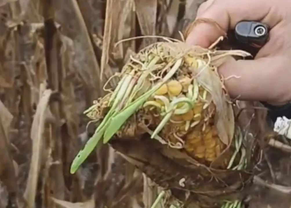 河南人苦，大旱中救活的玉米，现在都泡烂了-第2张图片-