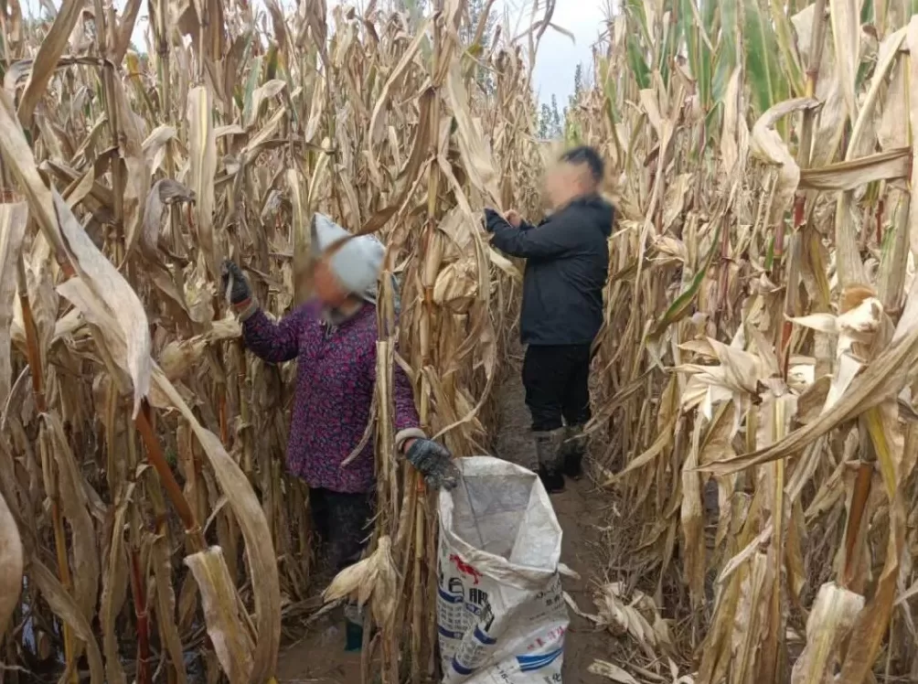 河南人苦，大旱中救活的玉米，现在都泡烂了-第6张图片-