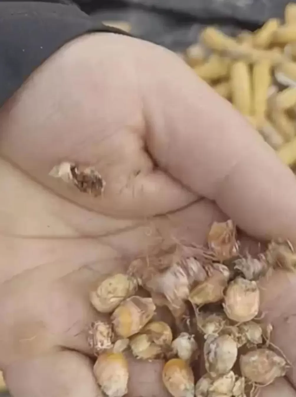 河南人苦，大旱中救活的玉米，现在都泡烂了-第5张图片-