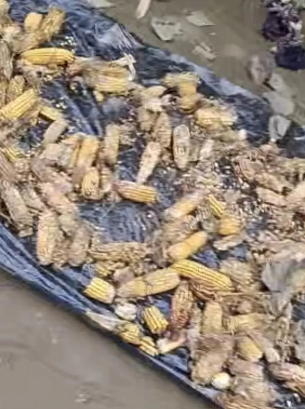 河南人苦，大旱中救活的玉米，现在都泡烂了-第7张图片-