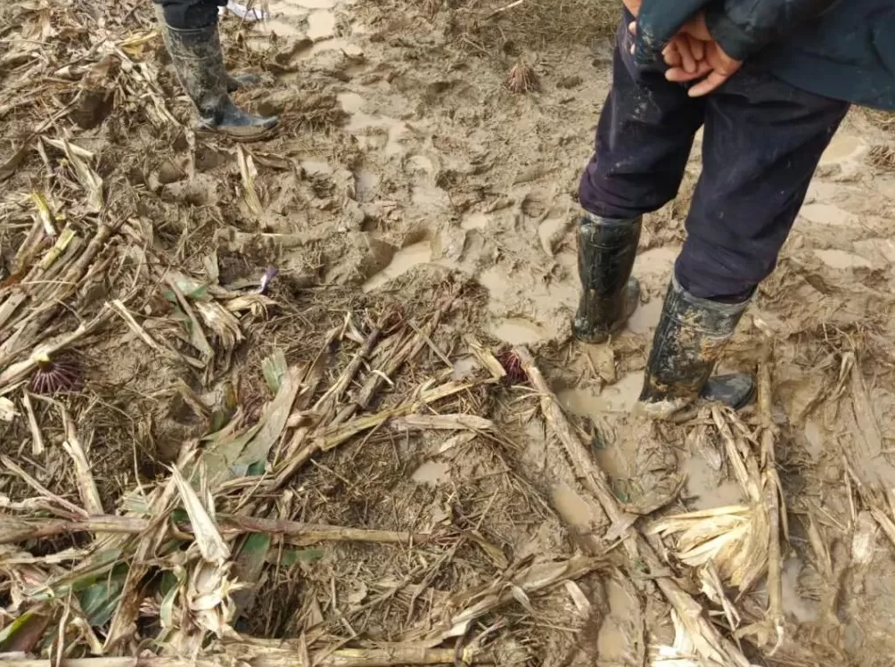 河南人苦，大旱中救活的玉米，现在都泡烂了-第9张图片-