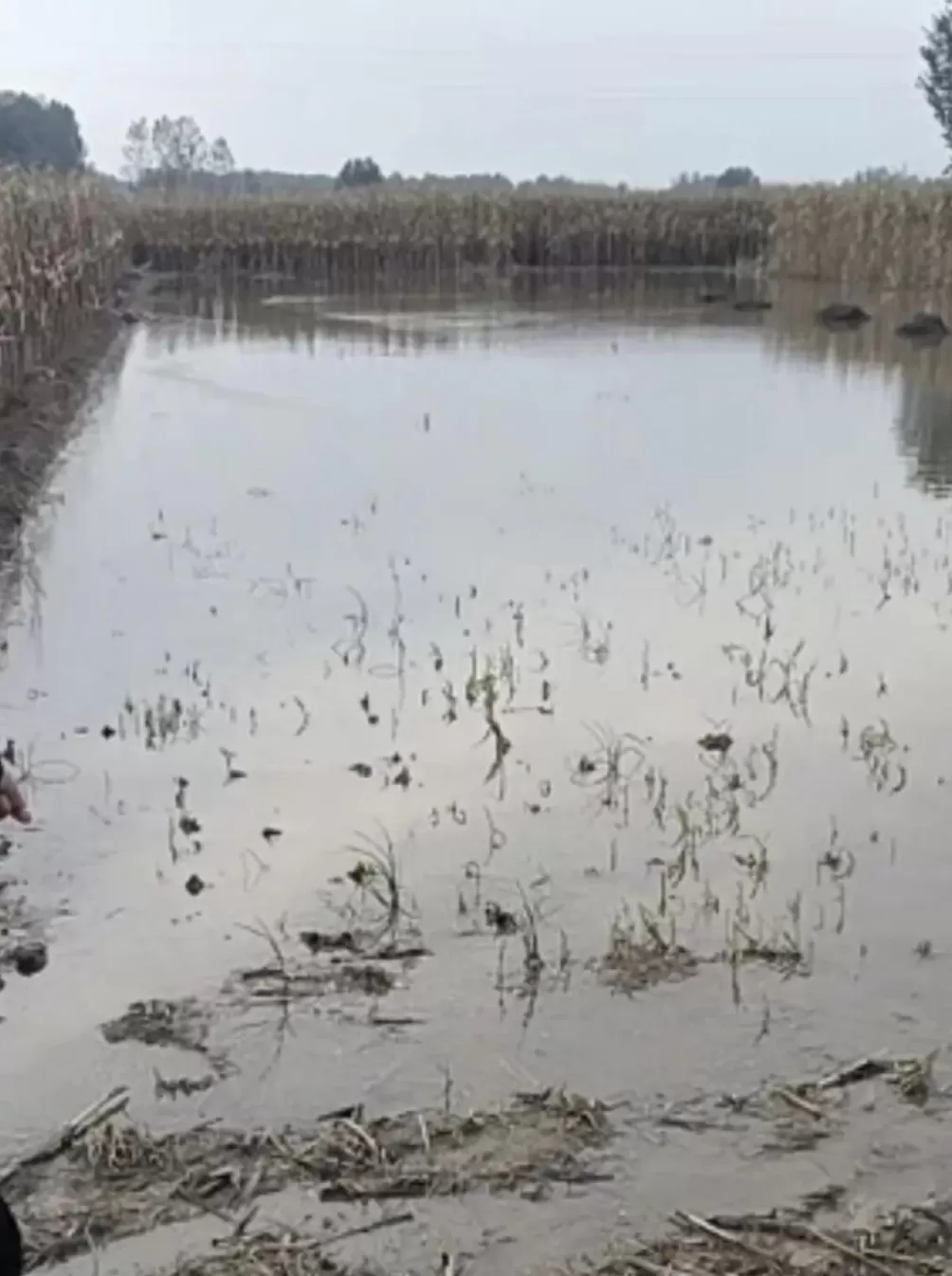 河南人苦，大旱中救活的玉米，现在都泡烂了-第10张图片-