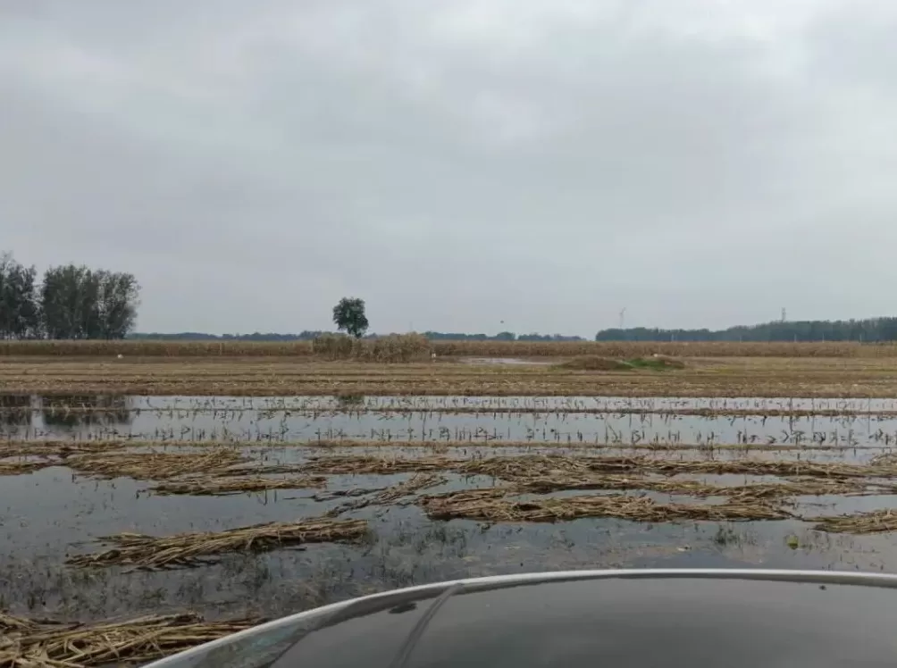 河南人苦，大旱中救活的玉米，现在都泡烂了-第8张图片-