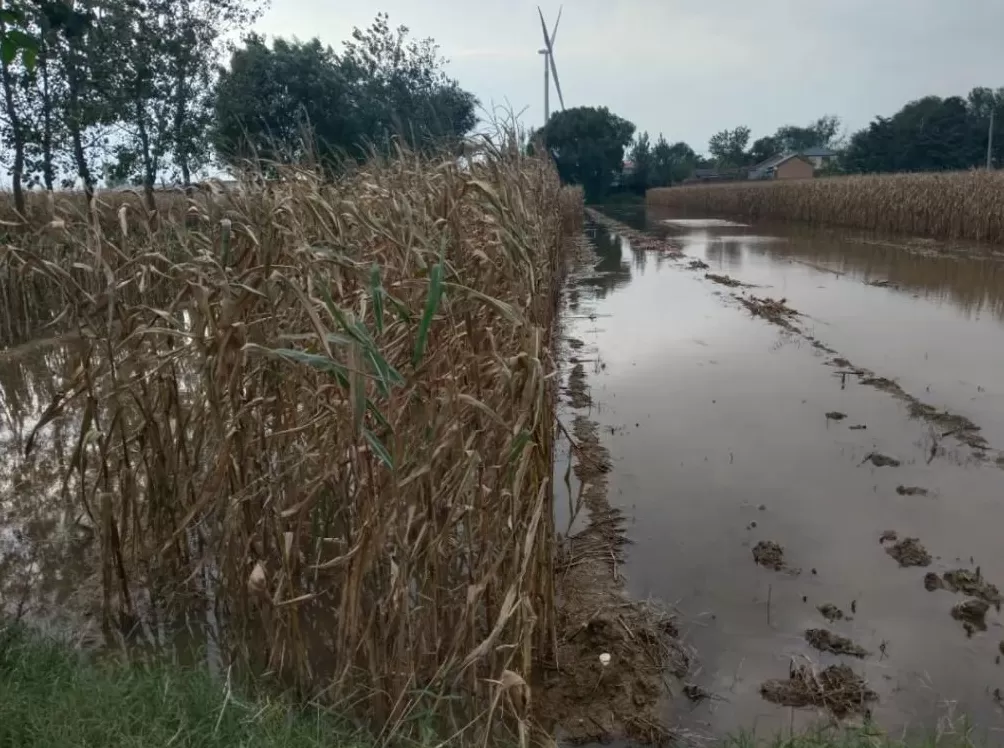 河南人苦，大旱中救活的玉米，现在都泡烂了-第12张图片-