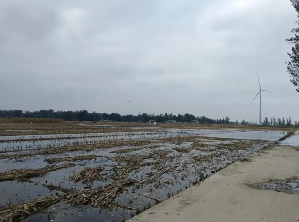 河南人苦，大旱中救活的玉米，现在都泡烂了-第15张图片-