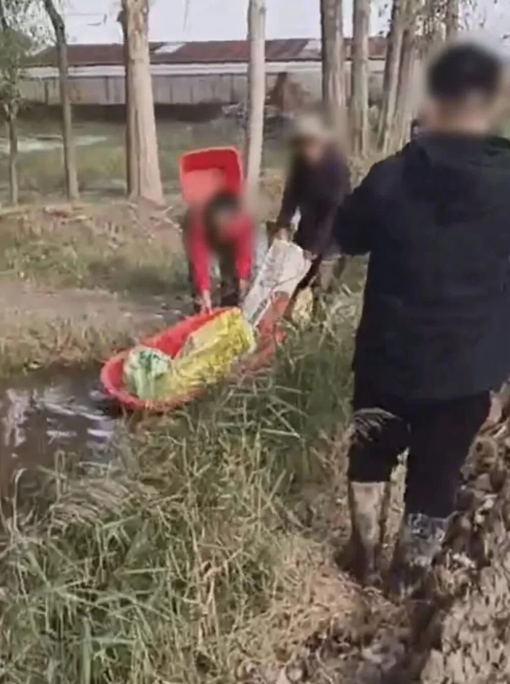 河南人苦，大旱中救活的玉米，现在都泡烂了-第13张图片-