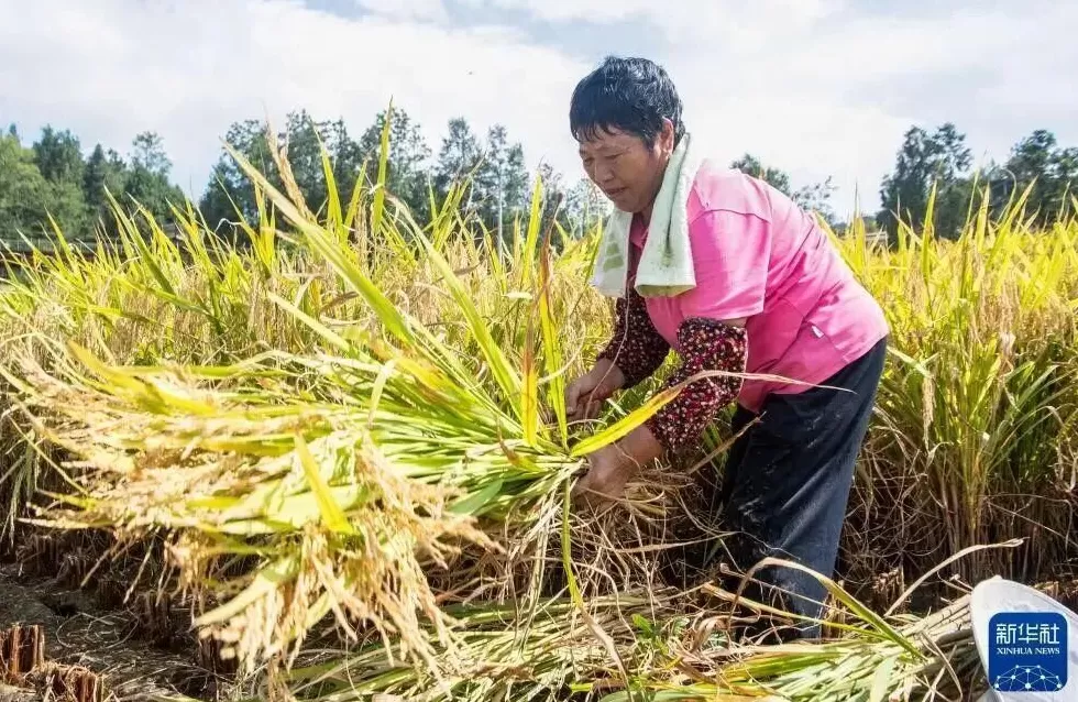 河南人苦，大旱中救活的玉米，现在都泡烂了-第14张图片-