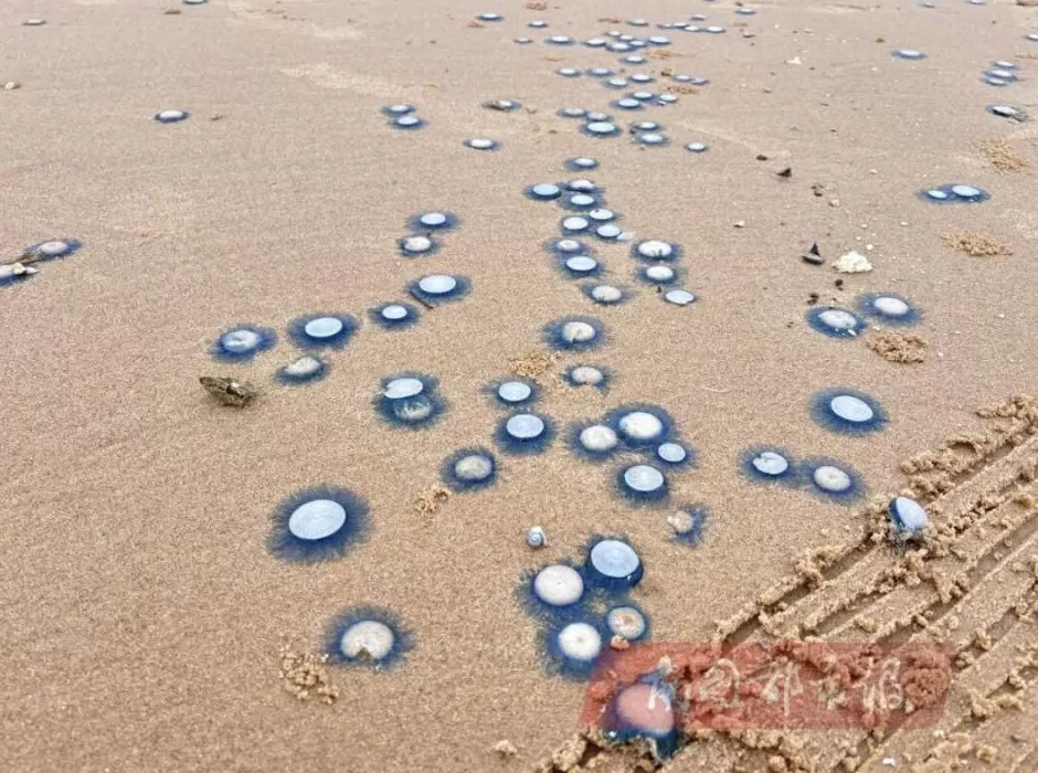 海南一海岸出现大量“银币水母”，密密麻麻铺满沙滩_腾讯新闻-第1张图片-