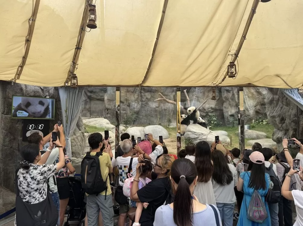 香港海洋公园：上一财年亏损2.75亿港元，大熊猫带动入场人次和收入连续四年上升-第3张图片-
