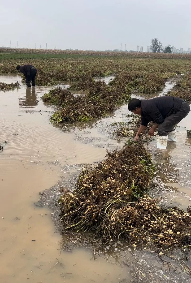 夏旱之后又秋涝，一位河南农户的花生抢收战-第1张图片-