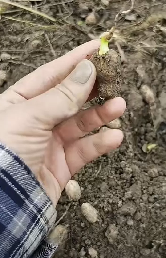 夏旱之后又秋涝，一位河南农户的花生抢收战-第2张图片-