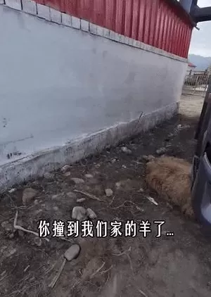 游客撞伤一只羊，牧民说：“跟我走！”结局太意外-第2张图片-