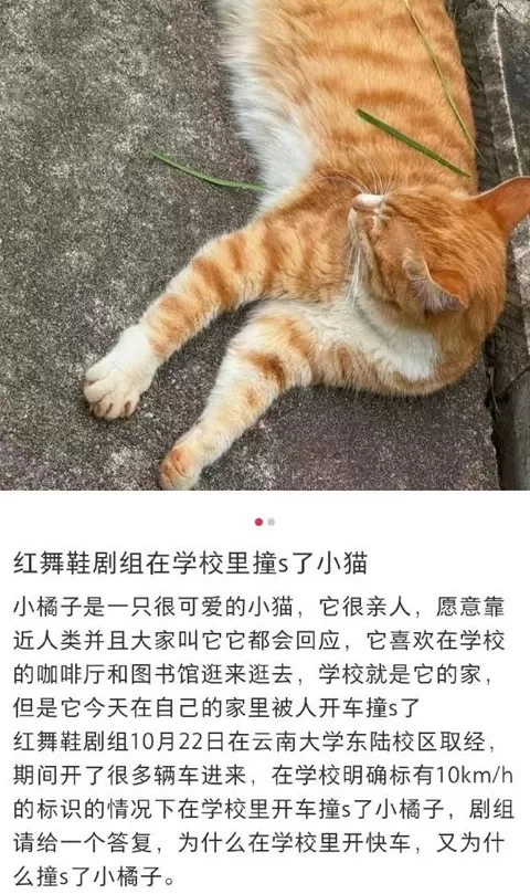 在云南大学拍摄期间撞死流浪猫，《红舞鞋》剧组致歉：涉事司机引咎辞职-第1张图片-