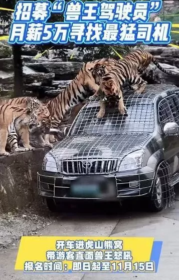洛阳一野生动物园：月薪5万招聘猛兽区司机属实，报名人数多，要经过筛选-第1张图片-