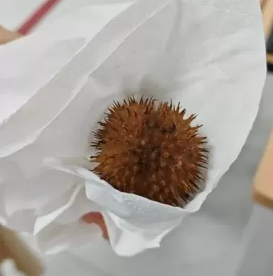 五旬男子饮用药酒后中毒昏迷，原来是含有曼陀罗成分-第2张图片-
