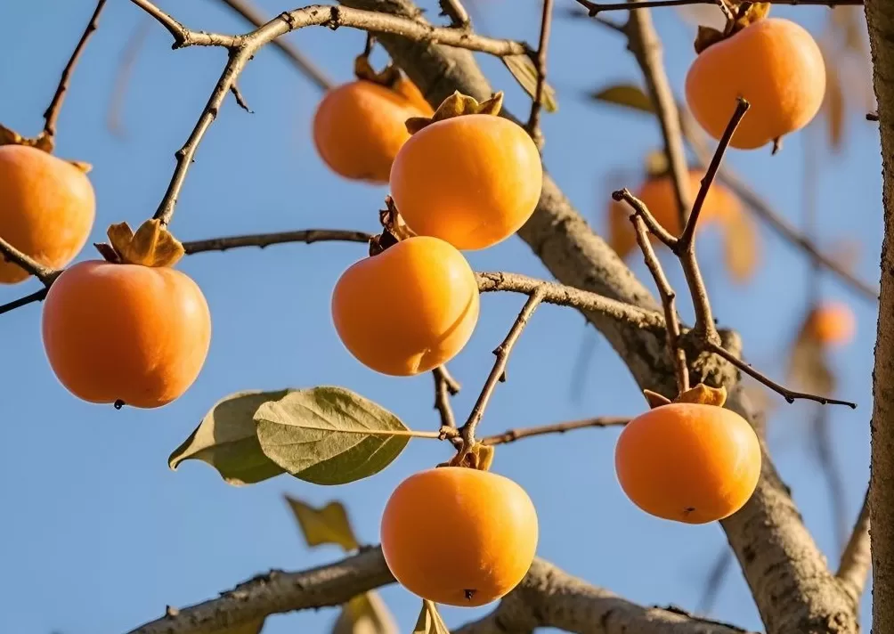 二十四节气与民间艺术｜石刻文物里的霜降诗韵-第4张图片-