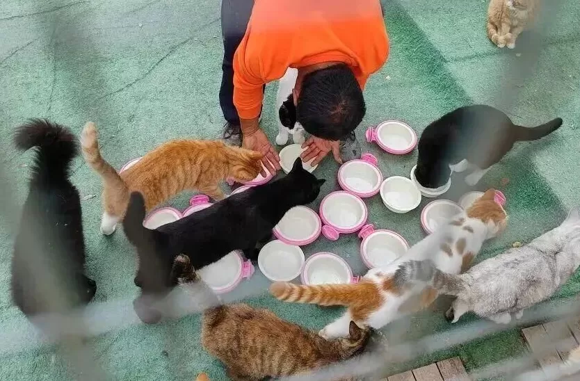 看到一只猫快被“弄死”，他为动物奔走八年-第7张图片-