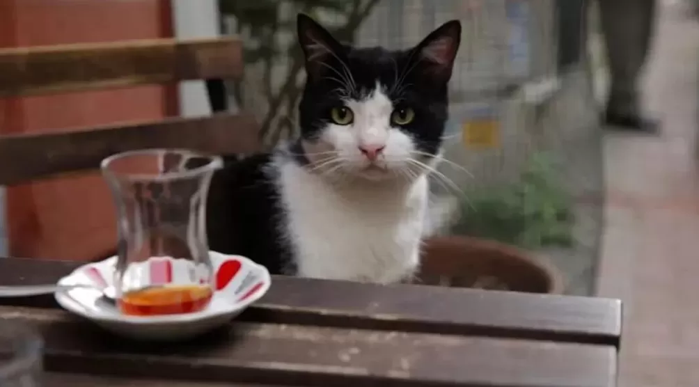 看到一只猫快被“弄死”，他为动物奔走八年-第10张图片-