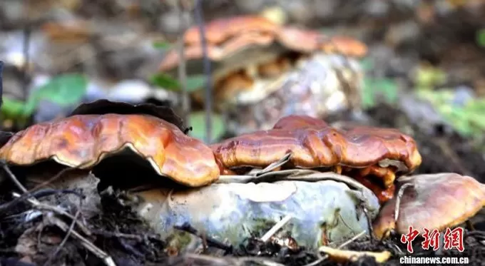 西藏边陲拉康镇：民宿花开，绽放乡村振兴新活力-第3张图片-