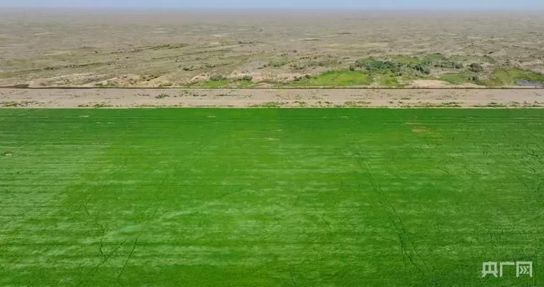 新质新造·兵团丨沙漠荒滩长出“金豆子”绿色循环“链”动产业新图景-第2张图片-