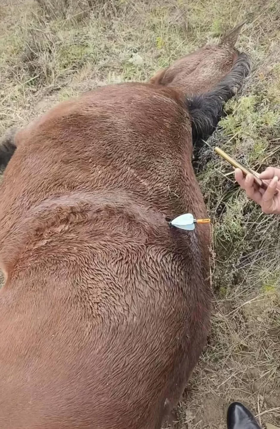 多地发生动物遭热成像无人机投箭射杀事件，记者调查-第1张图片-