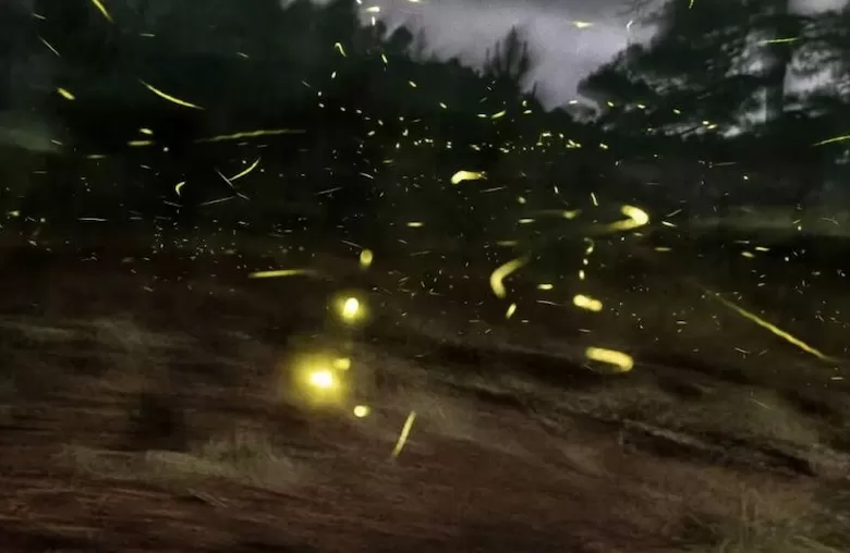 上海双年展公布参展名单：67位/组艺术家，逾250件作品-第3张图片-