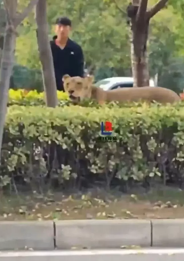 狮子在道路绿化带狂奔？安徽砀山县通报：从马戏团意外跑出，已诱捕入笼-第2张图片-