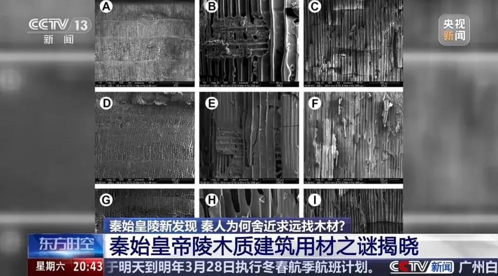 秦始皇陵现高海拔冷杉云杉秦人为何舍近求远找木材?-第2张图片-