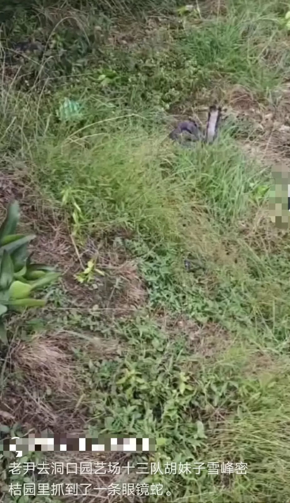 湖南邵阳一“直播抓蛇”网红被毒蛇咬伤后失联，嫌血清贵不打-第2张图片-