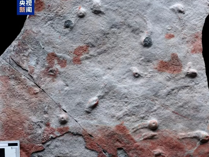 科学家发现迄今最古老的复杂三维潜穴系统-第3张图片-